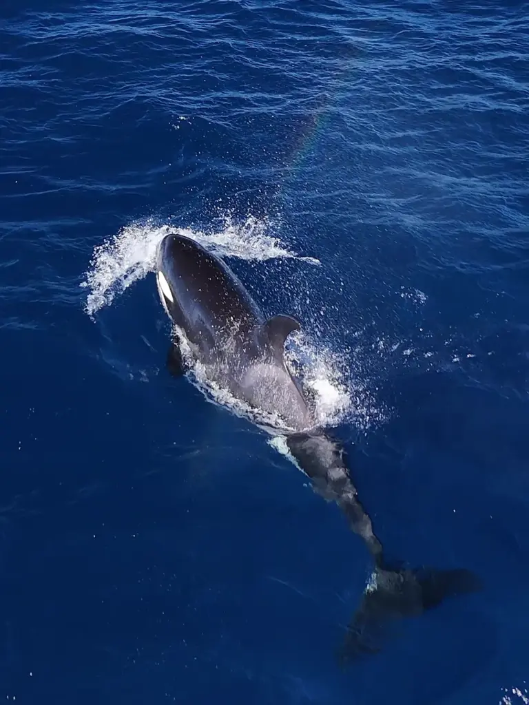 An Orca swims in the waters off Newport Beach on...