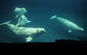 A third beluga whale rescued from Canada has died at Chicago aquarium