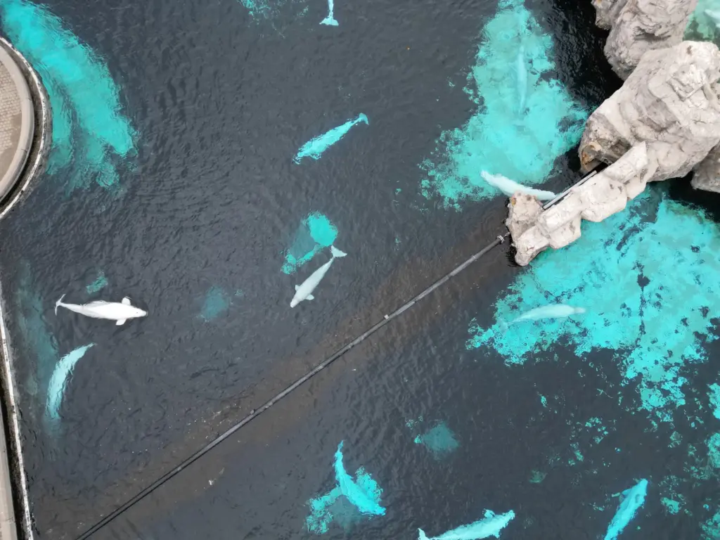 Several beluga whales swim at the closed Arctic Cove exhibit...