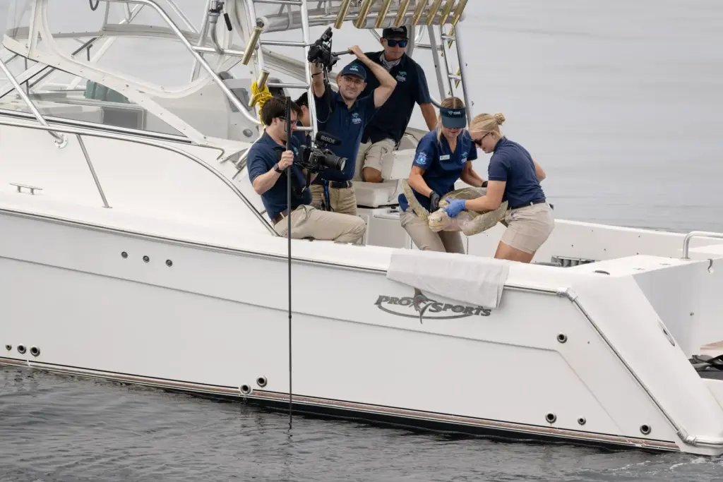 The Aquarium of the Pacific releases an olive ridley sea...