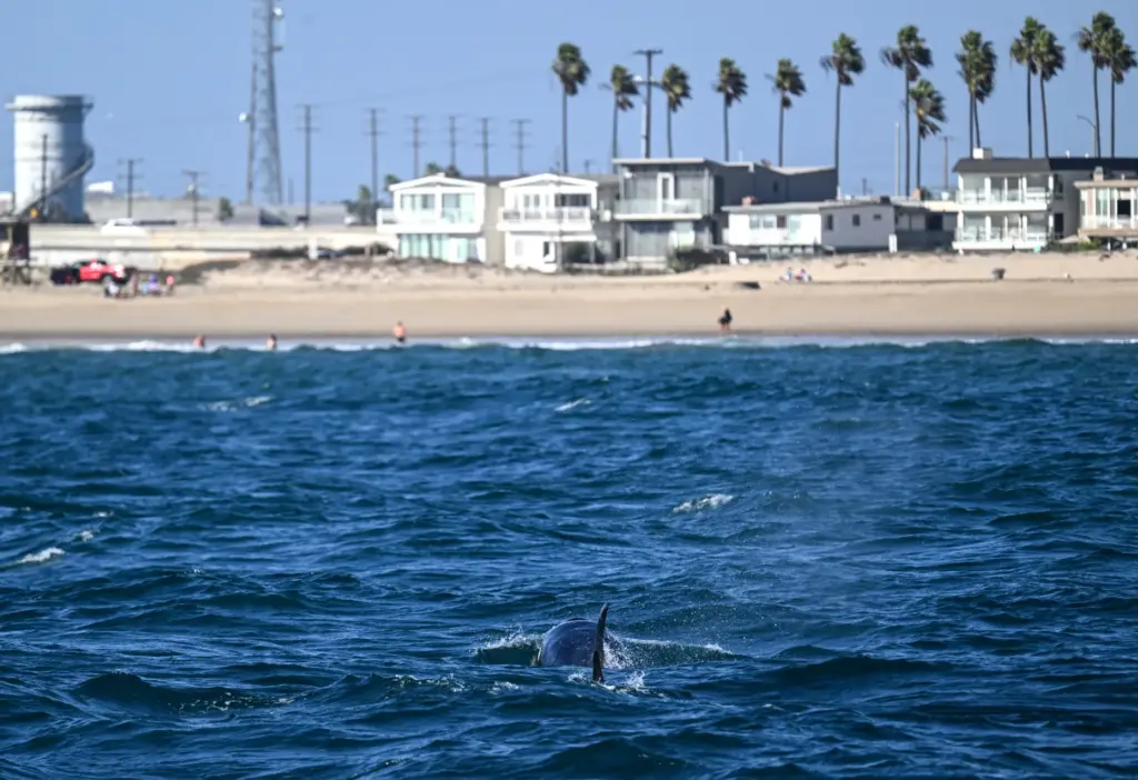 An Orca swims in the waters off Newport Beach on...