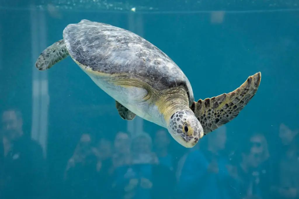 The Aquarium of the Pacific celebrates the grand opening of...