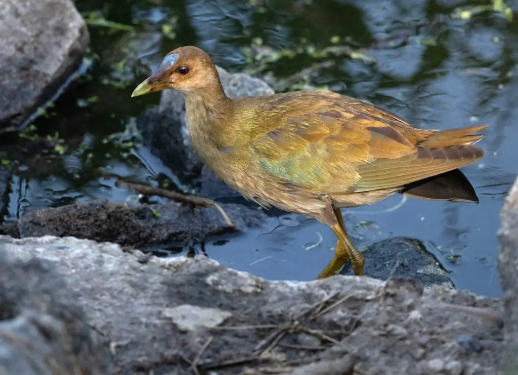 A juvenile purple gallinule makes a rare California appearance at...