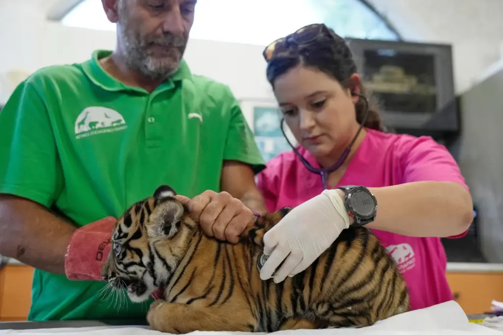 Veterinarian Arsinoi Psaroudaki, right, gives a two-month-old Sumatran male tiger...
