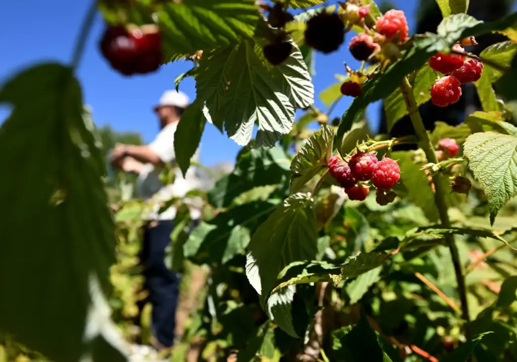 Josue Montes Murillo, from Moreno Valley, picks fresh raspberries at...
