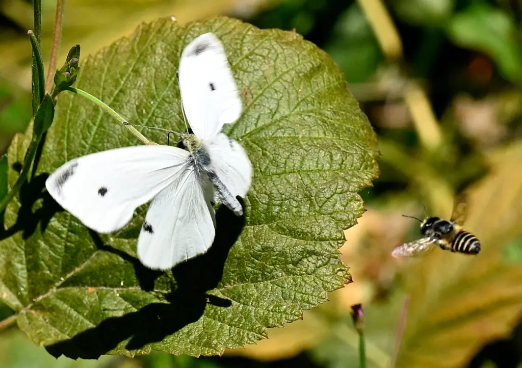 A butterfly and a bee fly from leaf to leaf...