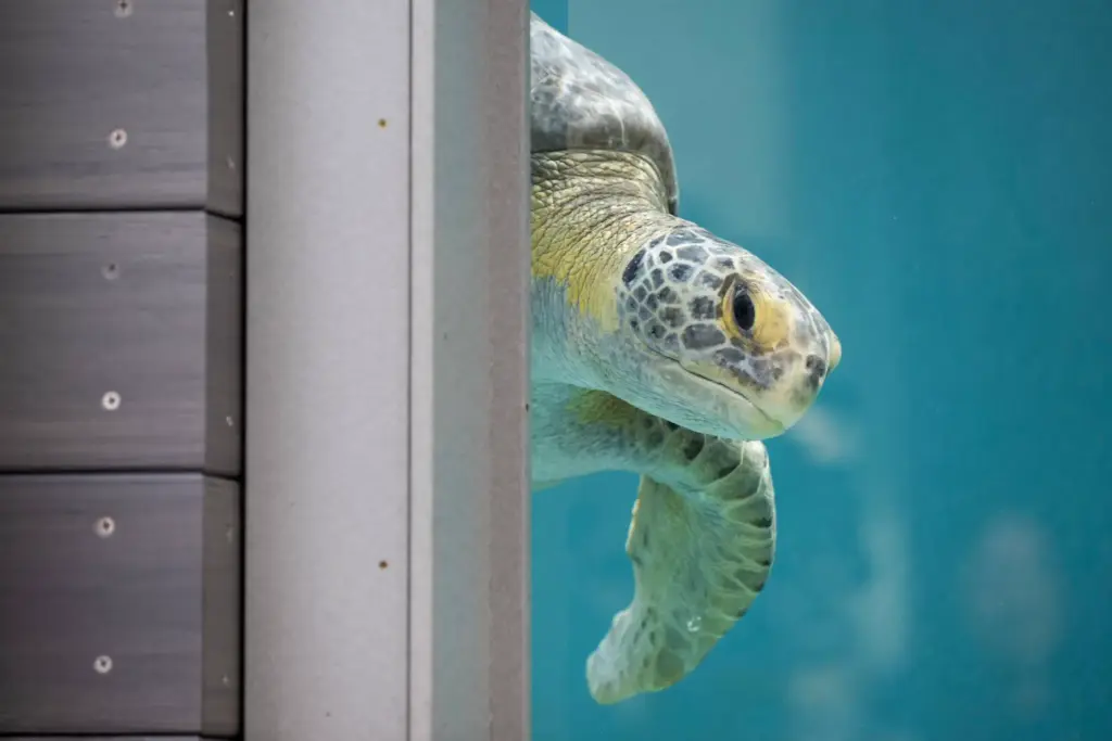 The Aquarium of the Pacific celebrates the grand opening of...