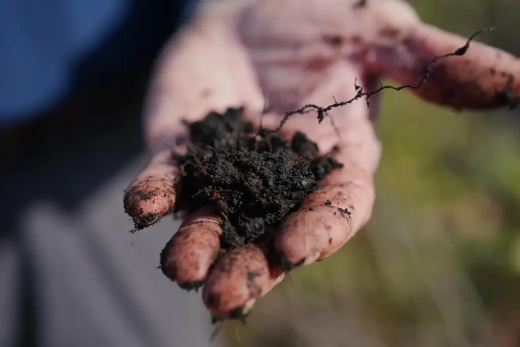 Curtis Richardson, an ecology professor at Duke University, holds peat...