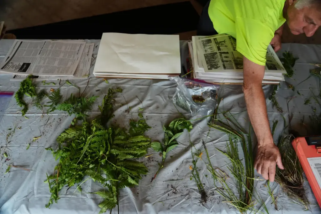 Steve Apfelbaum, a biologist and ecologist, organizes local plant samples...