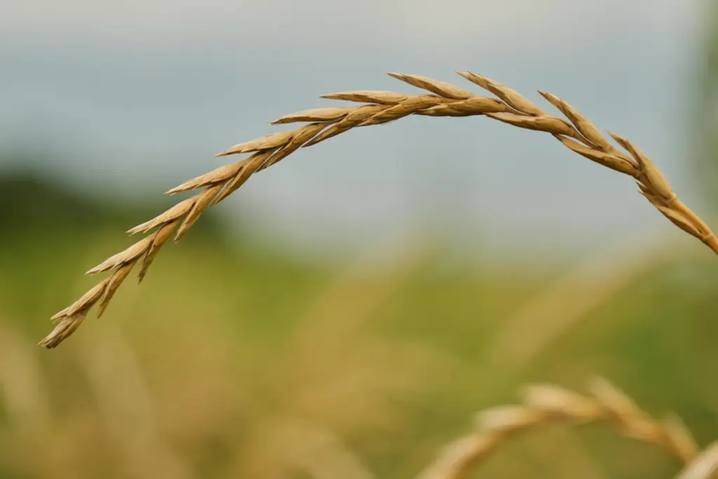 Perennial wheat grows in a research field.