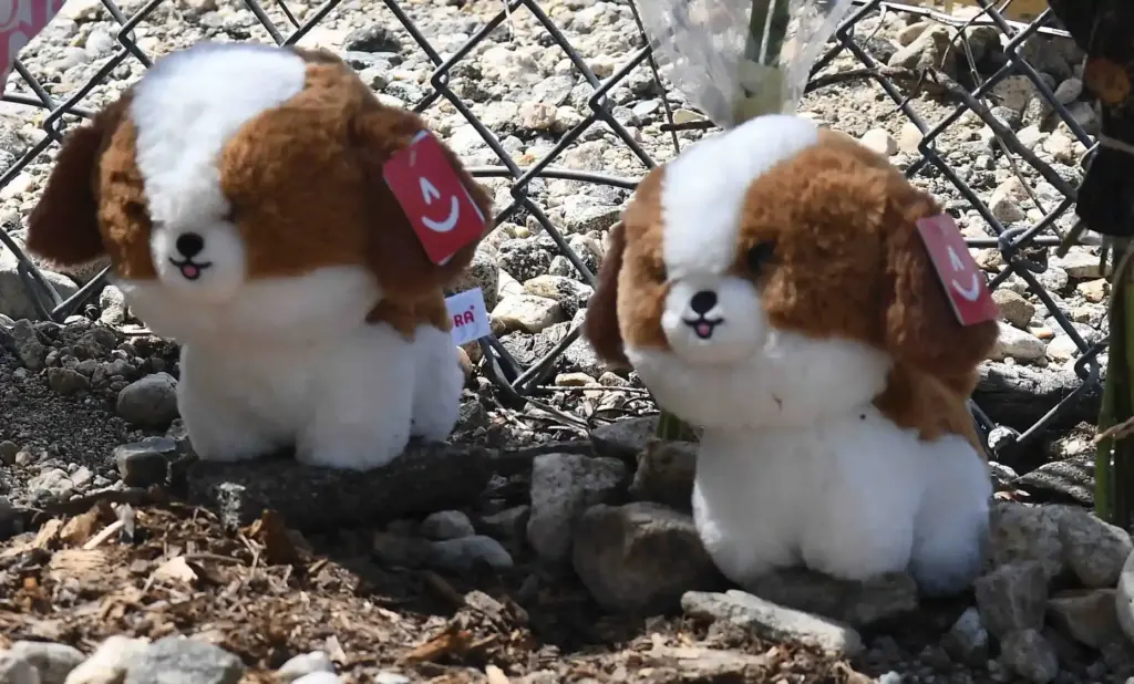 Friends leave stuff animals in memory of CH-4 TV/Reporter Eliana...