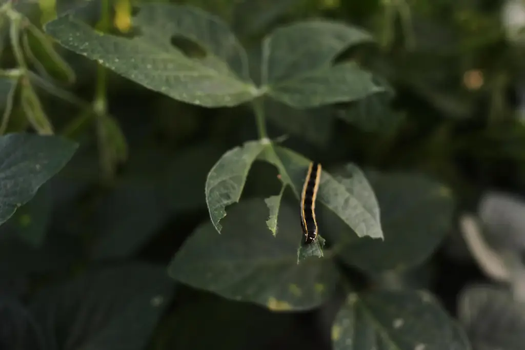 A caterpillar crawls on the leaf of a genetically-engineered soybean plant.