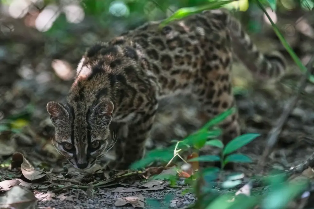 A small spotted wild cat identified as a new species,...