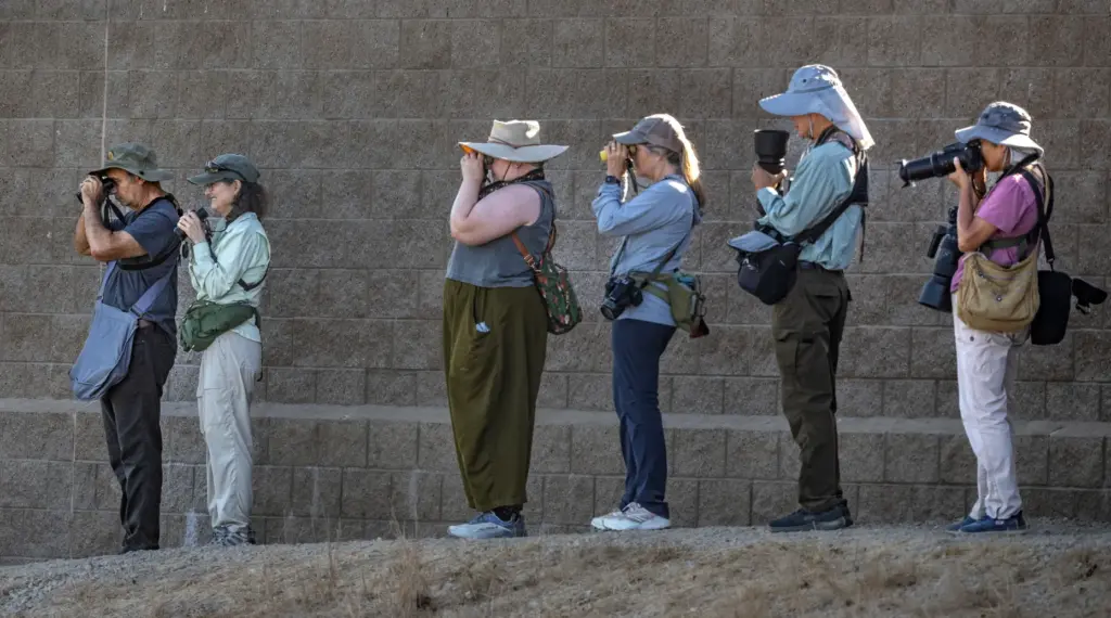 Bird aficionados get a view of the juvenile purple gallinule...