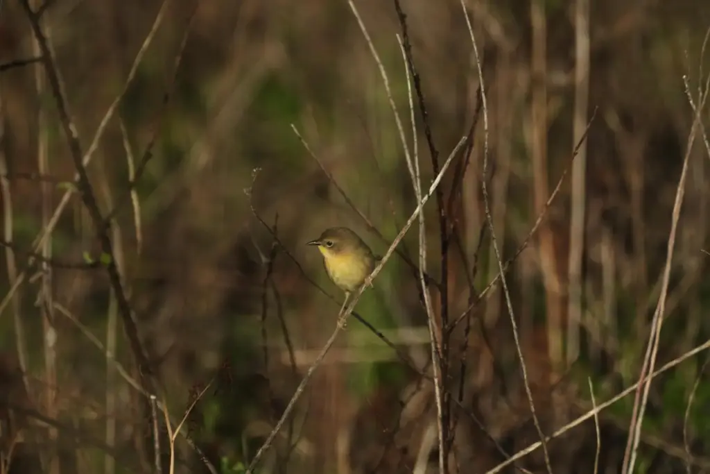 A common yellowthroat perches on a branch where peatlands are...