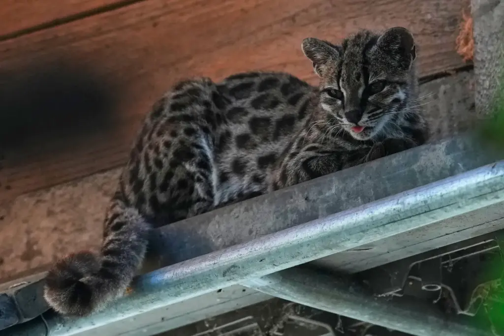 A small spotted wild cat identified as a new species,...