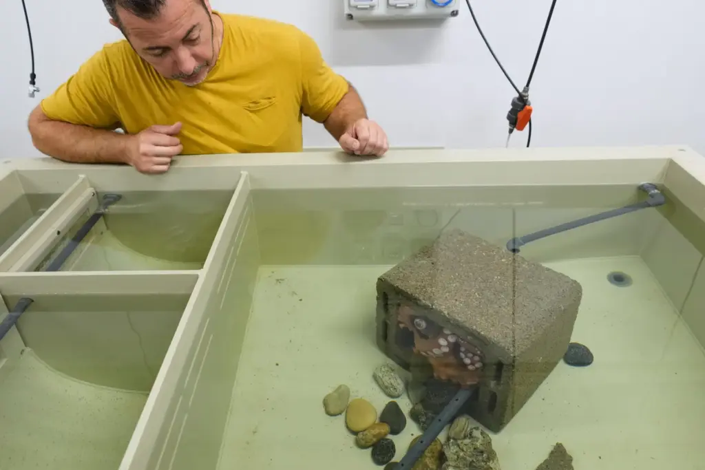 Research technician Antonio Casalini checks a female octopus at a research lab.