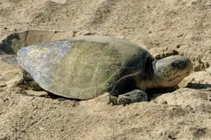 Nests of two olive ridley sea turtles have been moved to Aquarium of Pacific
