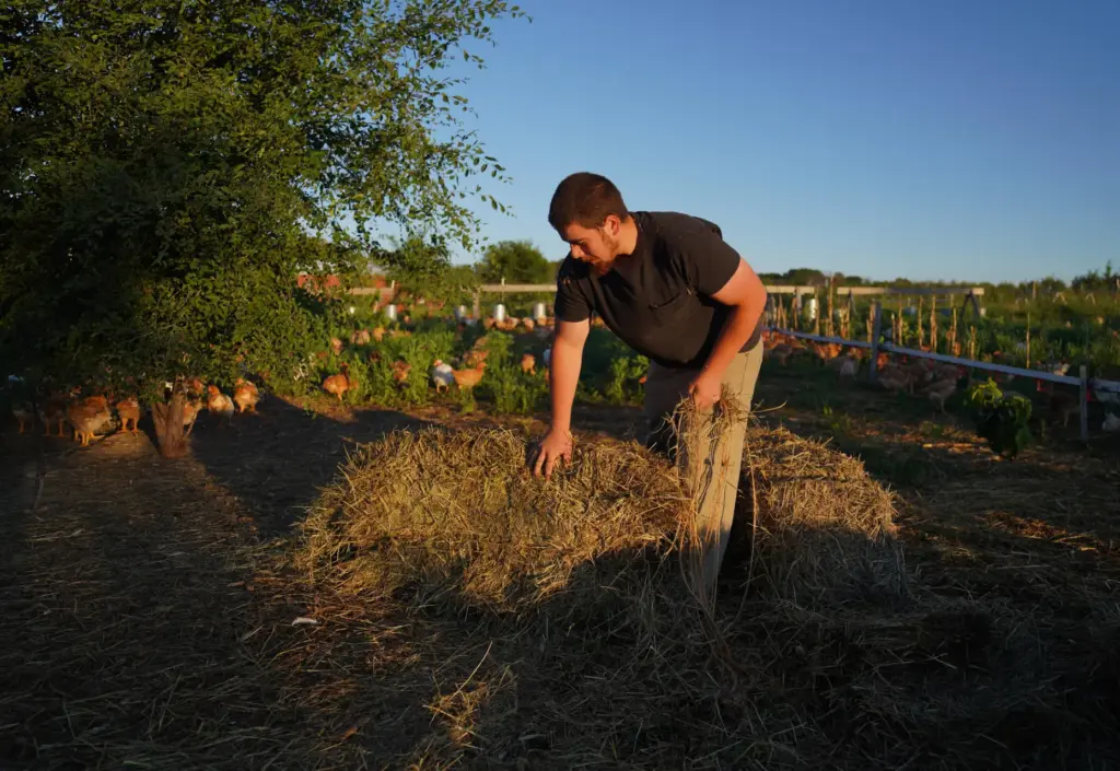Lars Marroquin-Haslett spreads hay for the chickens at Salvatierra Farms.