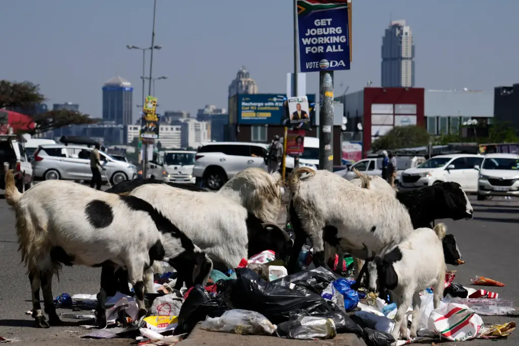 Goats forage through piles of household waste on the street...