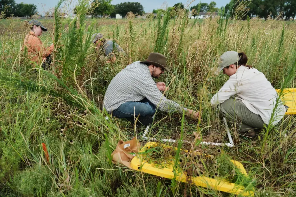 Kate Fitzsimmons,and Jacob Barefoot gather plant material from a Kernza research field.