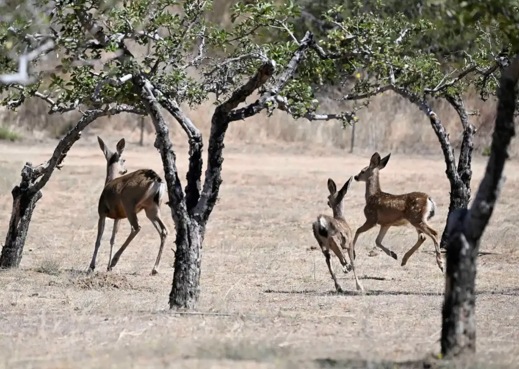 Mule deer run through an apple orchard in Oak Glen...