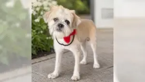 Shih tzu mix Morgan is full of happy energy
