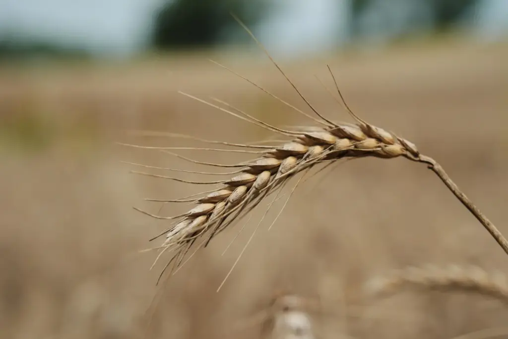 Unharvested wheat affected by extreme weather sits in a field.