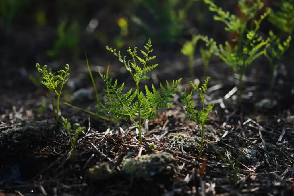 A bracken plant grows out of peatland soil Wednesday, May...