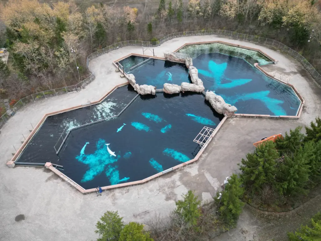 Several beluga whales swim at the closed Arctic Cove exhibit...