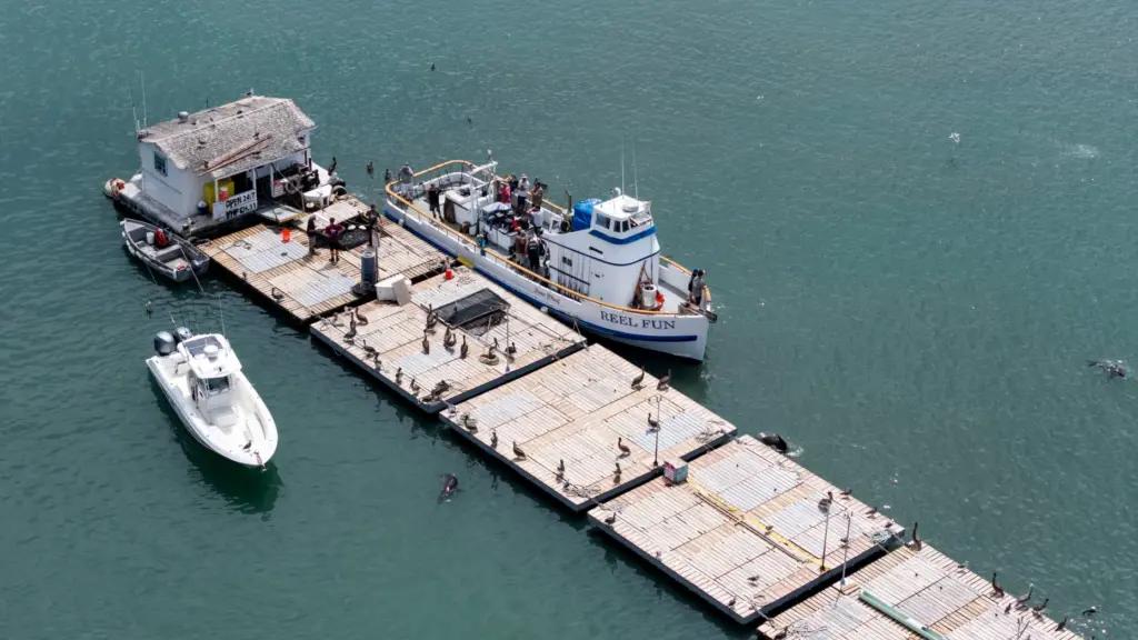 Reel Fun from Dana Wharf Sportfishing stops at the bait...