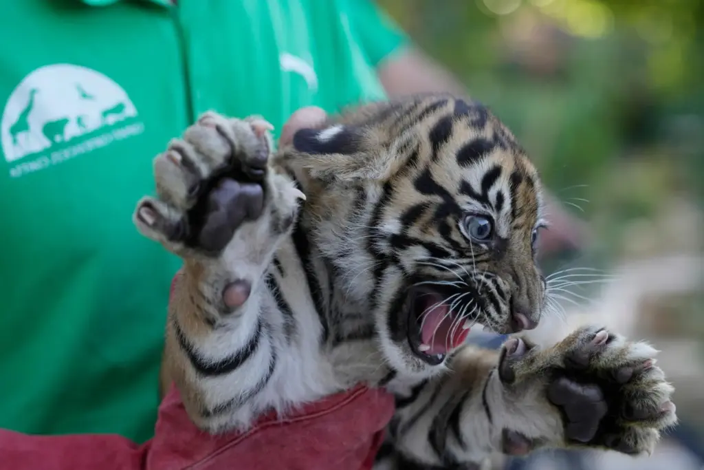 A two-month-old female Sumatran tiger cub growls after its first...
