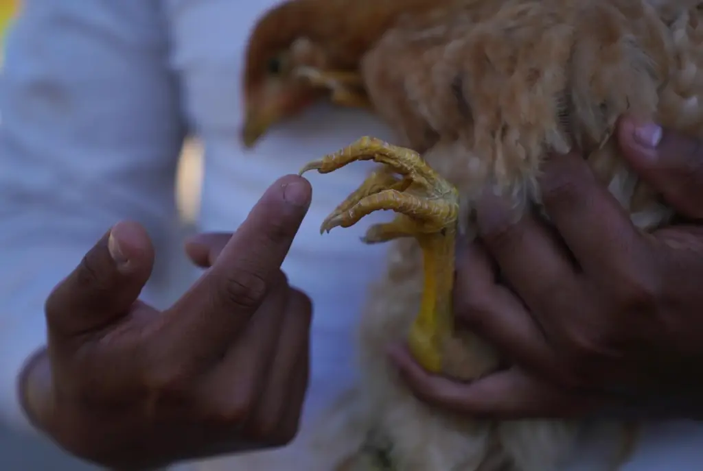 Carlos Rosales, director of research and development at Salvatierra Farms, observes a female chicken.