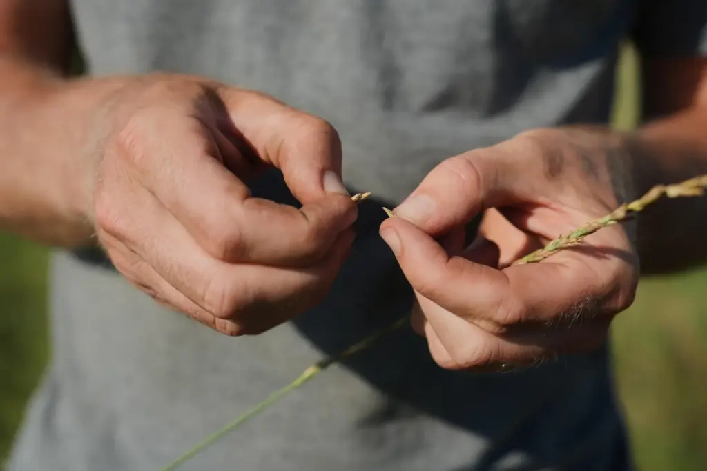 David Mueller pulls a Kernza seed out of its husk.