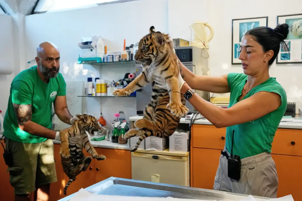 Two male two-month-old Sumatran tiger cubs receive their first vaccination...