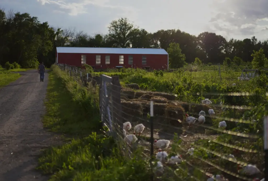 Male chickens forage at Salvatierra Farms.