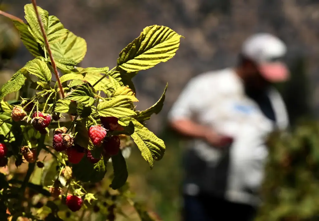 Josue Montes Murillo, from Moreno Valley, picks fresh raspberries at...