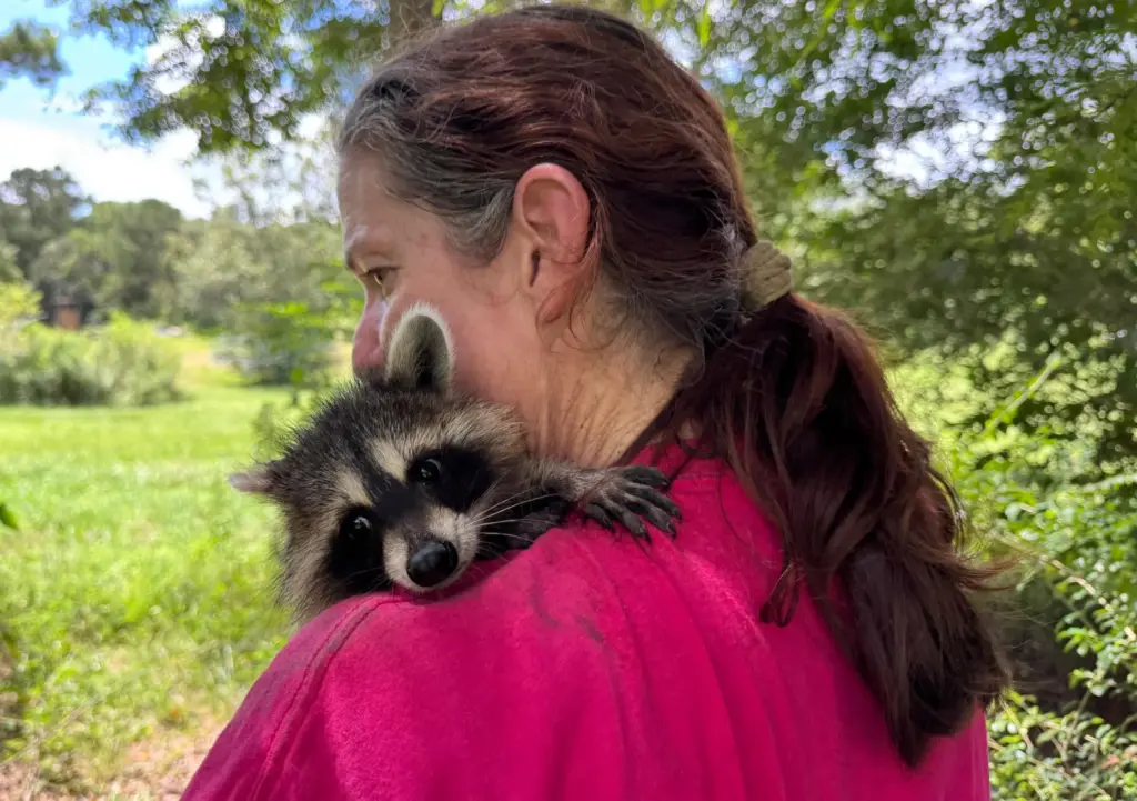 Raquel Priest, the director of Woodside Wildlife Rescue, holds a raccoon kit.