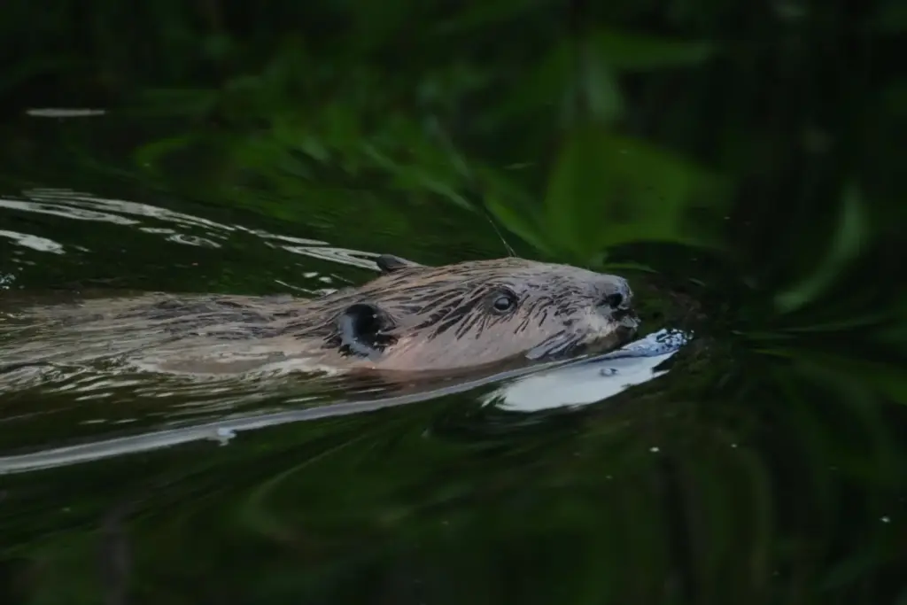 A beaver swims in a creek at the Pocosin Lakes...