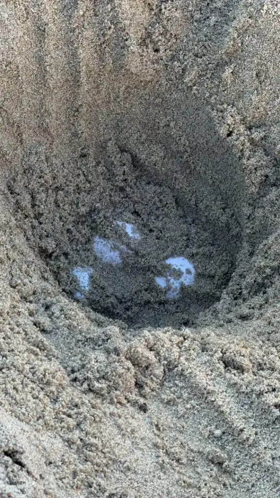 Two reports of olive ridley sea turtles off the coast...