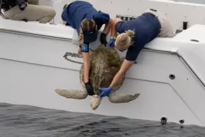 Long Beach Aquarium returns sick, injured sea turtle to the wild after 7-month rehab