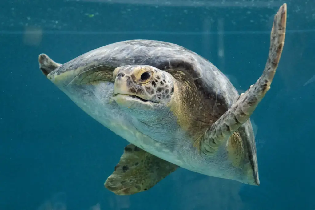 The Aquarium of the Pacific celebrates the grand opening of...