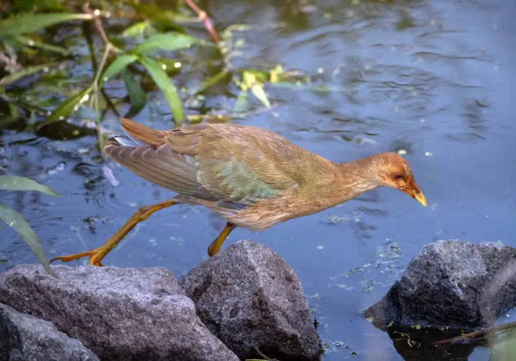 A juvenile purple gallinule makes a rare California appearance at...