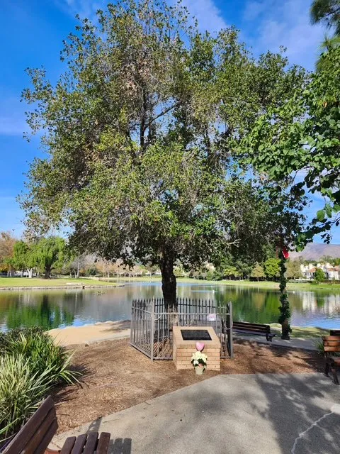 The Lisa Frost memorial tree planted at Lake Rancho Santa...