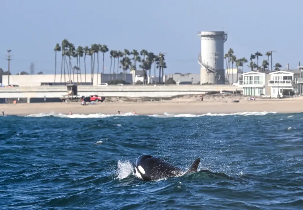 An Orca swims in the waters off Newport Beach on...