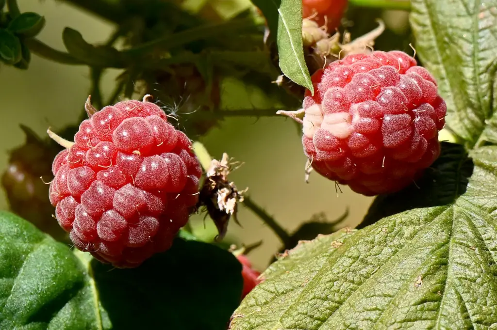 Ripe raspberries sit on a vine waiting to be picked...