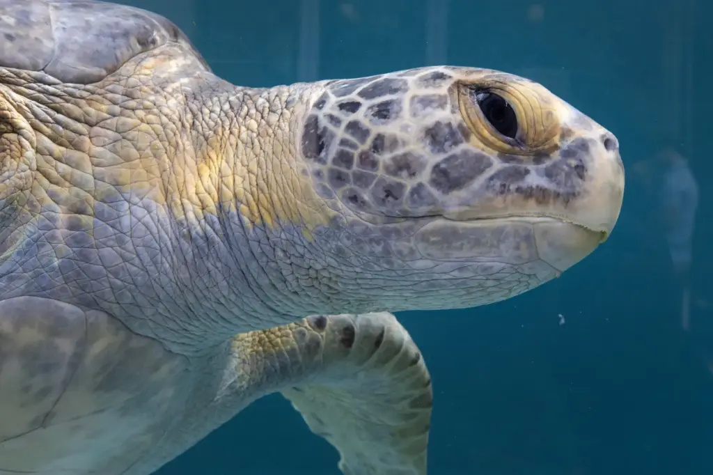 The Aquarium of the Pacific celebrates the grand opening of...