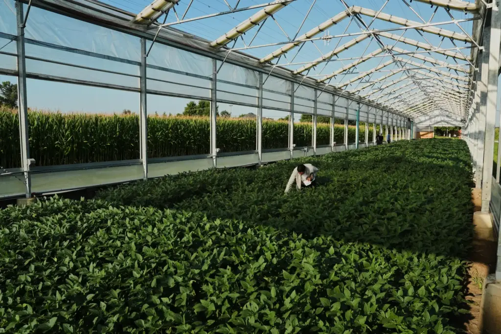 Ashish Rajurkar, a research scientist at the Salk Institute, examines a greenhouse of genetically-engineered soybeans.