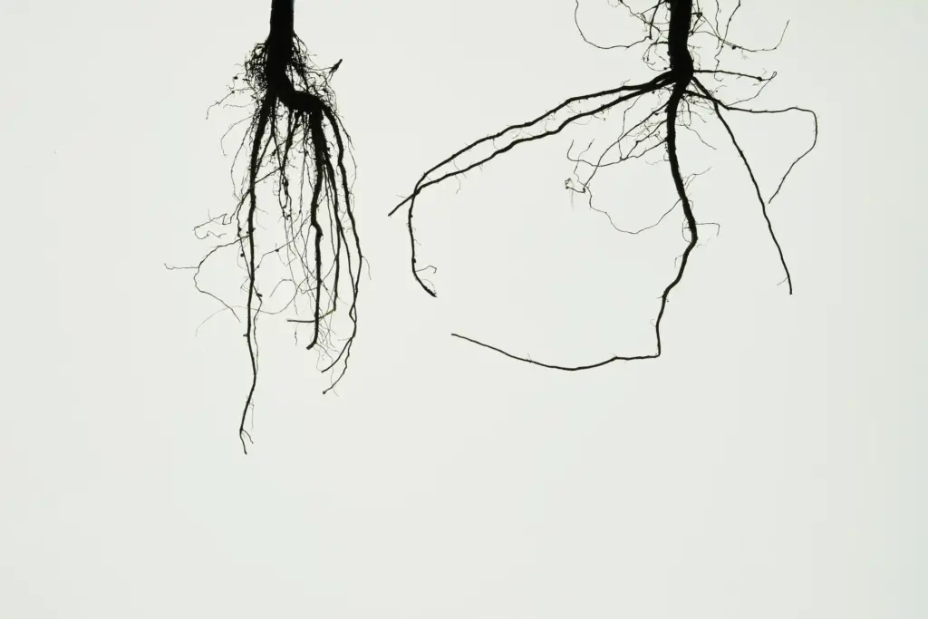 A genetically-engineered soybean root