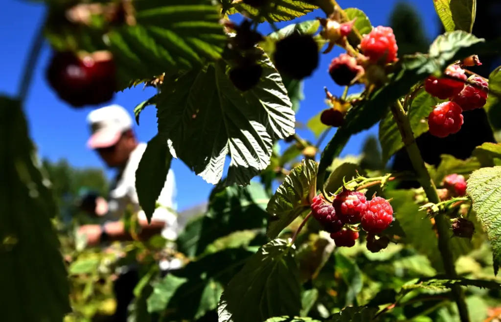 Josue Montes Murillo, from Moreno Valley, picks fresh raspberries at...